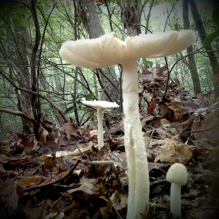 Photograph by Lynn Crounse